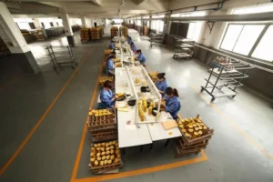 bone china production line